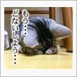 猫ちゃまのアセリ