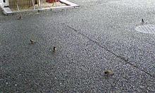 揚げ玉ボンバー(ToT)