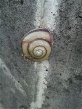 でんでん虫