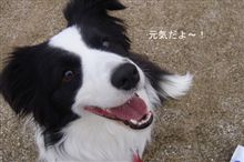 愛ボーは不治の病