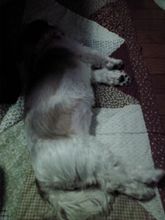駄犬