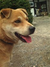 狂犬病の予防接種