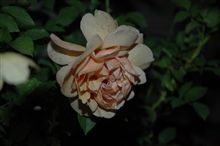 バラが咲いた