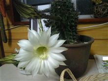 サボテンの花