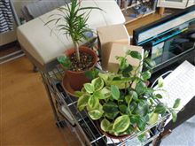 ついに･･･
