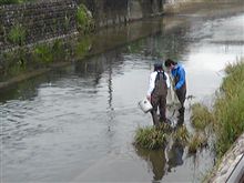 生態系調査 in 生活排水路