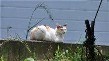 日向ぼっこ中の野良猫さん撮影