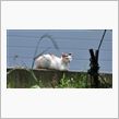 日向ぼっこ中の野良猫さん撮影