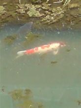 神奈川県某所 某 小川に─