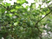 実が膨らんできました。