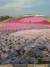 障害の多い旅　～芝桜の丘へ～