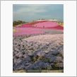 障害の多い旅　～芝桜の丘へ～