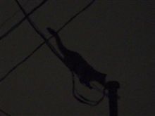 ハクビシン？　アライグマ？