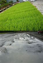 田植えWeek！