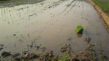 Planting rice