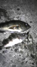 メバル釣り メバル釣り