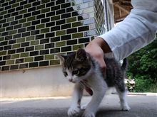 我が輩は ネコである(^-^)