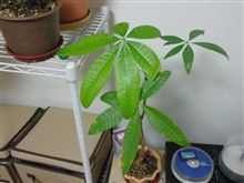 なんかでかいな･･･