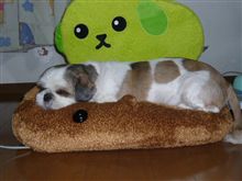 カピバラケンタ？