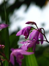 久しぶりに花の写真をo(^o^)o