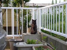 朝猫