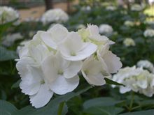 紫陽花