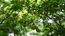 ６月１日退院正式に決定～～