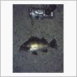 今夜はイイ型、