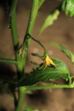夜の草むしり