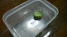 そらまめ