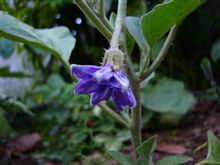 白ナスの花は色も薄い