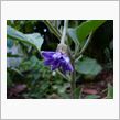 白ナスの花は色も薄い