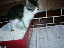 我が輩は、ねこである (^o^)