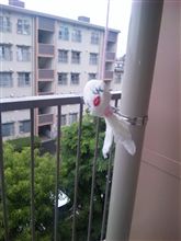 てるてる坊主の効果なし