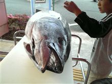 マグロだよ