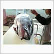 マグロだよ