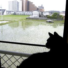 直江山城守どの､是非こいつをどやしつけて下さい(-&quot;-;)