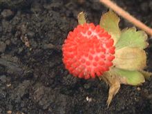 苺はイチゴでも・・・ 苺はイチゴでも・・・