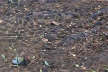 田植えの頃