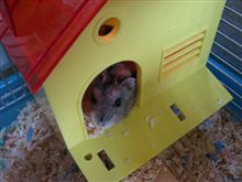 ひょっこり