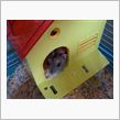 ひょっこり