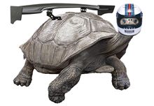 ゾウガメ3