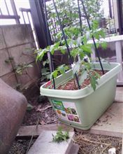 トマトの側芽取り