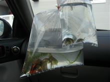 鈴木金魚錦鯉店 鈴木金魚錦鯉店
