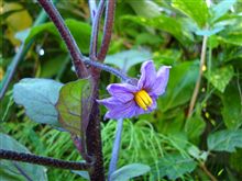 ロングな方の花が咲いた