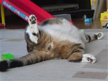 【ｚｚｚ】・・・。