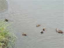 かもさん川で水浴びo(^-^)o