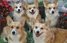 犬まみれ(*≧ｍ≦*)ププッ 