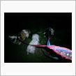 夜間・愛犬達との散歩