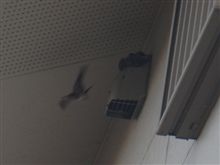ツバメさんのヒナが孵りました。